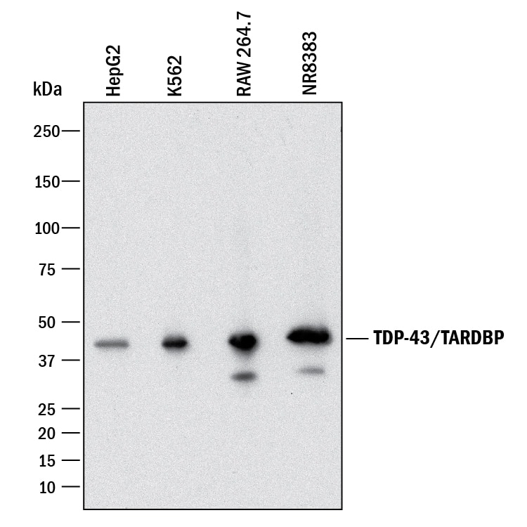 Western blot shows lysates of HepG2 human hepatocellular carcinoma cell line, K562 human chronic myelogenous leukemia cell line, RAW 264.7 mouse monocyte/macrophage cell line, and NR8383 rat alveolar macrophage cell line. PVDF membrane was probed with 1 µg/mL of Mouse Anti-Human/Mouse/Rat TDP-43/TARDBP Monoclonal Antibody (Catalog # MAB77781) followed by HRP-conjugated Anti-Mouse IgG Secondary Antibody (Catalog # HAF018). A specific band was detected for TDP-43/TARDBP at approximately 43 kDa (as indicated). This experiment was conducted under reducing conditions and using Immunoblot Buffer Group 1.