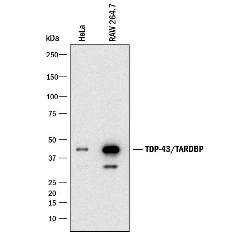 Western blot shows lysates of HeLa human cervical epithelial carcinoma cell line and RAW 264.7 mouse monocyte/macrophage cell line. PVDF membrane was probed with 1 µg/mL of Mouse Anti-Human TDP-43/TARDBP Monoclonal Antibody (Catalog # MAB7778) followed by HRP-conjugated Anti-Mouse IgG Secondary Antibody (HAF018). A specific band was detected for TDP-43/TARDBP at approximately 43 kDa (as indicated). This experiment was conducted under reducing conditions and using Immunoblot Buffer Group 3.