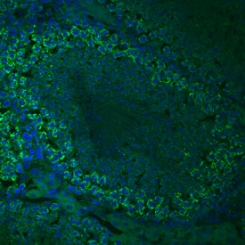 Immunohistochemistry TDRKH Antibody