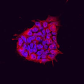 Immunocytochemistry TEX19.1 Antibody (678826)
