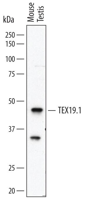 Western Blot TEX19.1 Antibody (678826)