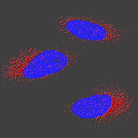 Immunocytochemistry TFEB Antibody (954604) [Unconjugated]