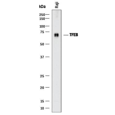 Western Blot TFEB Antibody (954604) [Unconjugated]