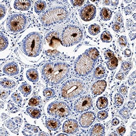 Immunohistochemistry TFF2 Antibody (366508) [Unconjugated]
