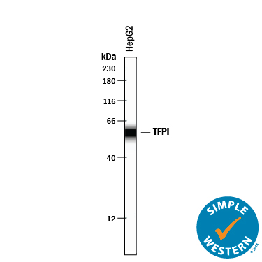 Simple Western lane view shows lysates of HepG2 human hepatocellular carcinoma cell line, loaded at 0.2 mg/mL. A specific band was detected for TFPI at approximately 58 kDa (as indicated) using 50 µg/mL of Goat Anti-Human TFPI Antigen Affinity-purified Polyclonal Antibody (Catalog # AF2974) followed by 1:50 dilution of HRP-conjugated Anti-Goat IgG Secondary Antibody (Catalog # HAF109). This experiment was conducted under reducing conditions and using the 12-230 kDa separation system.