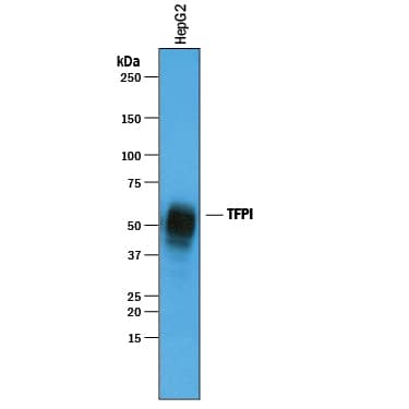 Western blot shows lysates of HepG2 human hepatocellular carcinoma cell line. PVDF membrane was probed with 1 µg/mL of Goat Anti-Human TFPI Antigen Affinity-purified Polyclonal Antibody (Catalog # AF2974) followed by HRP-conjugated Anti-Goat IgG Secondary Antibody (Catalog # HAF019). A specific band was detected for TFPI at approximately 40-55 kDa (as indicated). This experiment was conducted under reducing conditions and using Immunoblot Buffer Group 1.