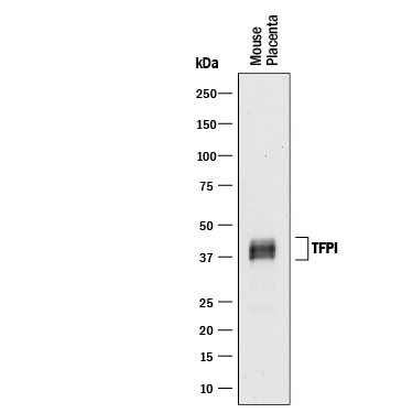 Western blot shows lysate of mouse placenta tissue. PVDF membrane was probed with 2 µg/mL of Goat Anti-Mouse TFPI Antigen Affinity-purified Polyclonal Antibody (Catalog # AF2975) followed by HRP-conjugated Anti-Goat IgG Secondary Antibody (Catalog # HAF017). A specific band was detected for TFPI at approximately 37-42 kDa (as indicated). This experiment was conducted under reducing conditions and using Immunoblot Buffer Group 1.