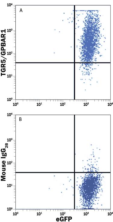 HEK293 human embryonic kidney cell line transfected with human TGR5/GPBAR1 and eGFP was stained with either (A) Mouse Anti-Human TGR5/GPBAR1 APC-conjugated Monoclonal Antibody (Catalog # FAB4286A) or (B) Mouse IgG2BAllophycocyanin Isotype Control (Catalog # IC0041A). View our protocol for Staining Membrane-associated Proteins.