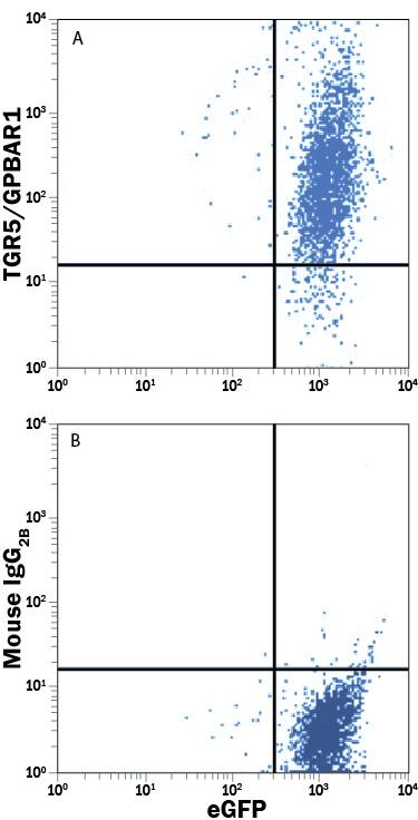 HEK293 human embryonic kidney cell line transfected with human TGR5/GPBAR1 and eGFP was stained with either (A) Mouse Anti-Human TGR5/GPBAR1 PE-conjugated Monoclonal Antibody (Catalog # FAB4286P) or (B) Mouse IgG2BPhycoerythrin Isotype Control (Catalog # IC0041P). View our protocol for Staining Membrane-associated Proteins.