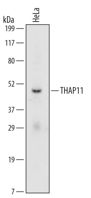 Western blot shows lysates of HeLa human cervical epithelial carcinoma cell line. PVDF Membrane was probed with 2 µg/mL of Mouse Anti-Human/Mouse THAP11 Monoclonal Antibody (Catalog # MAB5727) followed by HRP-conjugated Anti-Mouse IgG Secondary Antibody (Catalog # HAF007). A specific band was detected for THAP11 at approximately 47 kDa (as indicated). This experiment was conducted under reducing conditions and using Immunoblot Buffer Group 1.