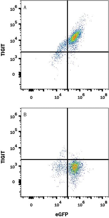 HEK293 human embryonic kidney cell line transfected with (A) human TIGIT or (B) irrelevant transfectants and eGFP was stained with Mouse Anti-Human TIGIT Alexa Fluor® 750-conjugated Monoclonal Antibody (Catalog # FAB7898S). Quadrant markers were set based on control antibody staining (Catalog # IC0041S). View our protocol for Staining Membrane-associated Proteins.