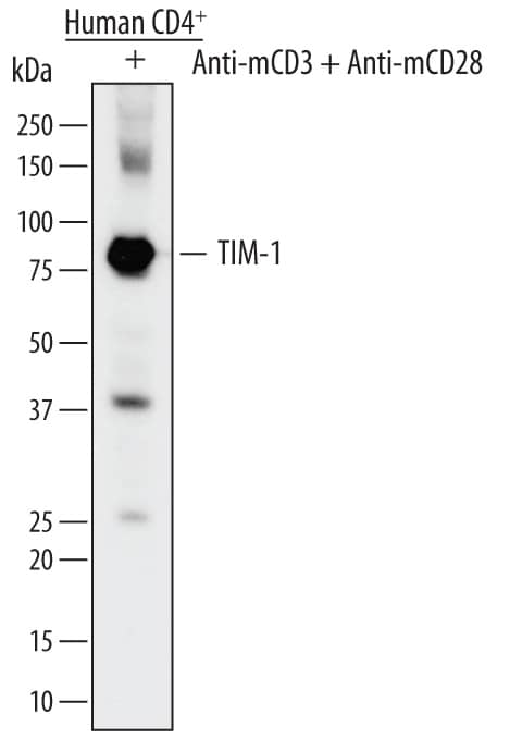 Western blot shows lysates of human CD4+cells treated (+) with 5 µg/mL of Hamster Anti-Mouse CD3e Monoclonal Antibody (MAB484) and 1 µg/mL of Rat Anti-Mouse CD28 Monoclonal Antibody (MAB4831) for 24 hours. PVDF membrane was probed with 1 µg/mL of Mouse Anti-Human TIM-1/KIM-1/HAVCR Monoclonal Antibody (Catalog # MAB1750) followed by HRP-conjugated Anti-Mouse IgG Secondary Antibody (HAF007). A specific band was detected for TIM-1/KIM-1/HAVCR at approximately 80 kDa (as indicated). This experiment was conducted under reducing conditions and using Immunoblot Buffer Group 1.