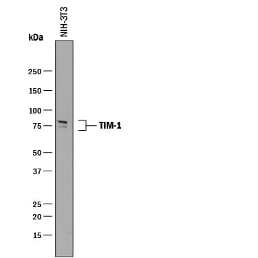 Western blot shows lysates of NIH-3T3 mouse embryonic fibroblast cell line. PVDF membrane was probed with 0.25 µg/mL of Goat Anti-Mouse TIM-1/KIM-1/HAVCR Antigen Affinity-purified Polyclonal Antibody (Catalog # AF1817) followed by HRP-conjugated Anti-Goat IgG Secondary Antibody (Catalog # HAF019). A specific band was detected for TIM-1/KIM-1/HAVCR at approximately 70-80 kDa (as indicated). This experiment was conducted under reducing conditions and using Immunoblot Buffer Group 1.