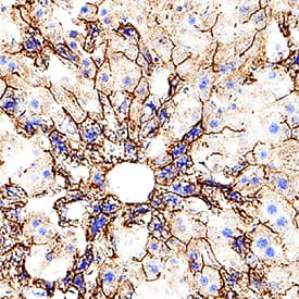 Immunohistochemistry TIM-2 Antibody [Unconjugated]