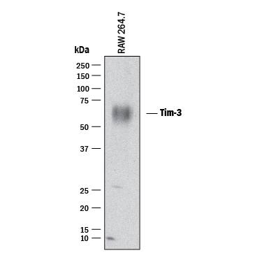 Western Blot TIM-3 Antibody [Unconjugated]