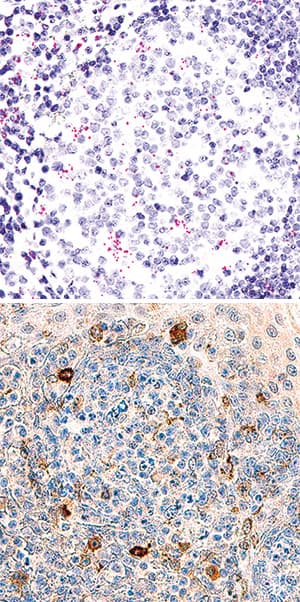 Dual RNAscope ISH-IHC Compatible TIM-3 Antibody [Unconjugated]