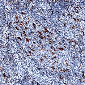 Immunohistochemistry TIM-4 Antibody [Unconjugated]