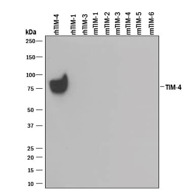 Western Blot TIM-4 Antibody [Unconjugated]