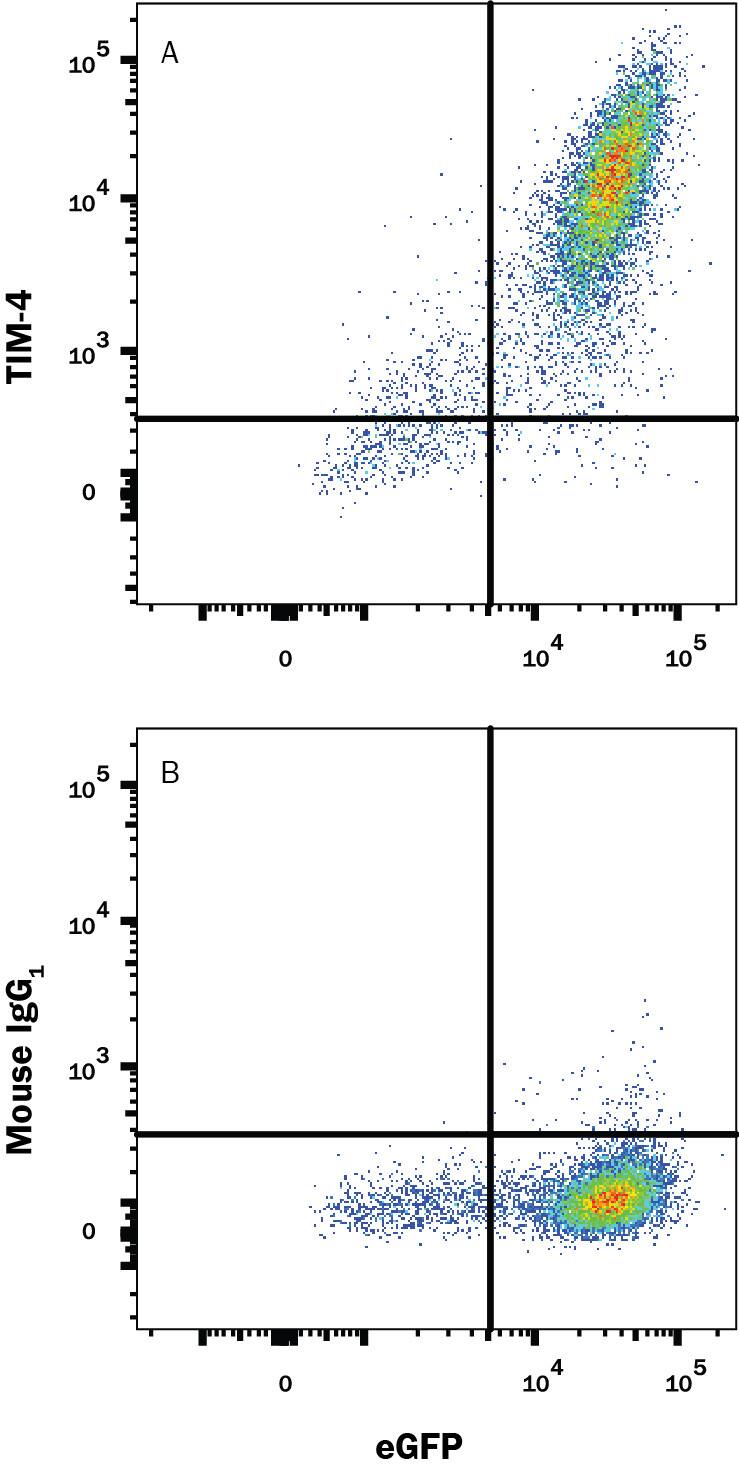 HEK293 human embryonic kidney cell line transfected with human TIM-4 and eGFP was stained with and either (A) Mouse Anti-Human TIM-4 Alexa Fluor® 647-conjugated Monoclonal Antibody (Catalog # FAB2929R) or (B) Mouse IgG1Alexa Fluor 647 Isotype Control (IC002R). View our protocol for Staining Membrane-associated Proteins.