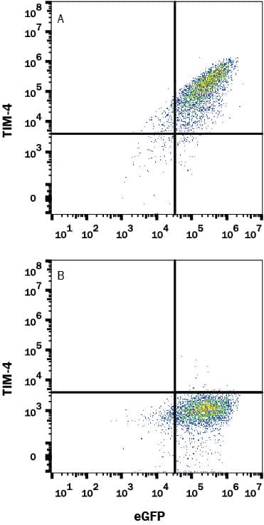 HEK293 human embryonic kidney cell line transfected with mouse TIM-4 and eGFP was stained with and either (A) Rat Anti-Mouse TIM-4 Monoclonal Antibody (Catalog # MAB2826) or (B) Rat IgG2A Isotype Control (Catalog # MAB006) followed by APC-conjugated Anti-Rat IgG Secondary Antibody (Catalog # F0113). View our protocol for Staining Membrane-associated Proteins.