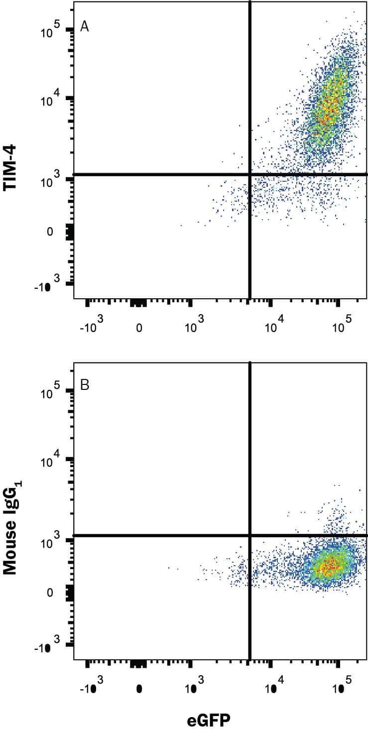 HEK293 human embryonic kidney cell line transfected with human TIM-4 and eGFP was stained with and either (A) Mouse Anti-Human TIM-4 Monoclonal Antibody (Catalog # MAB2929R) or (B) Mouse IgG1 Isotype Control (Catalog # MAB002) followed by Phycoerythrin-conjugated Anti-Mouse IgG Secondary Antibody (Catalog # F0102B). View our protocol for Staining Membrane-associated Proteins.
