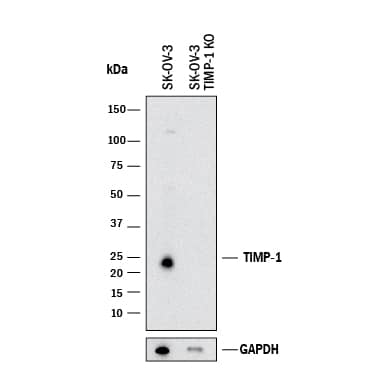 <b>Genetic Strategies Validation. </b>Western blot shows lysates of SK-OV-3 human ovarian adenocarcinoma cell line and TIMP-1 knockout SK-OV-3 cell line (KO). PVDF membrane was probed with 2 µg/mL of Goat Anti-Human TIMP-1 Antigen Affinity-purified Polyclonal Antibody (Catalog # AF970) followed by HRP-conjugated Anti-Goat IgG Secondary Antibody (Catalog # HAF017). A specific band was detected for TIMP-1 at approximately 25 kDa (as indicated) in the parental SK-OV-3 cell line, but is not detectable in knockout SK-OV-3 cell line. GAPDH (Catalog # AF5718) is shown as a loading control. This experiment was conducted under reducing conditions and using Immunoblot Buffer Group 1.