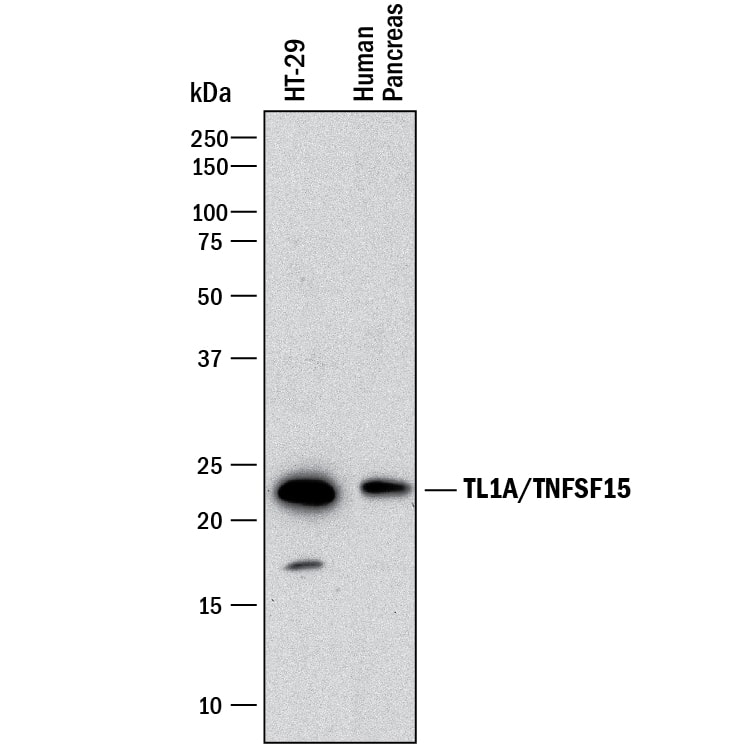 Western blot shows lysates of HT-29 human colon adenocarcinoma cell line and human pancreas tissue. PVDF membrane was probed with 1 µg/mL of Rabbit Anti-Human TL1A/TNFSF15 Monoclonal Antibody (Catalog # MAB74422) followed by HRP-conjugated Anti-Rabbit IgG Secondary Antibody (HAF008). A specific band was detected for TL1A/TNFSF15 at approximately 22 kDa (as indicated). This experiment was conducted under reducing conditions and using Immunoblot Buffer Group 1.