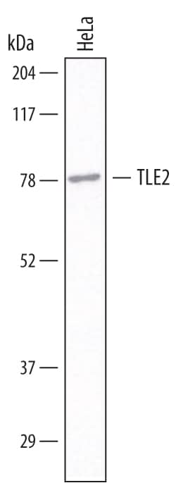 Western Blot TLE2 Antibody (737428)