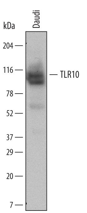 Western Blot TLR10 Antibody (670719)