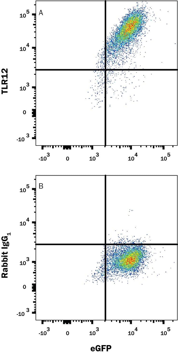 HEK293 human embryonic kidney cell line transfected with mouse TLR12 and eGFP was stained with and either (A) Rabbit Anti-Mouse TLR12 Monoclonal Antibody (Catalog # MAB8086) or (B) Normal Rabbit IgG Control (Catalog # AB-105-C) followed by Allophycocyanin-conjugated Anti-Rabbit IgG Secondary Antibody (Catalog # F0111).