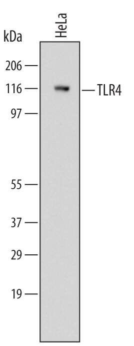 Western blot shows lysates of HeLa human cervical epithelial carcinoma cell line. PVDF Membrane was probed with 2 µg/mL of Mouse Anti-Human TLR4 Monoclonal Antibody (Catalog # MAB14782) followed by HRP-conjugated Anti-Mouse IgG Secondary Antibody (Catalog # HAF007). A specific band was detected for TLR4 at approximately 120 kDa (as indicated). This experiment was conducted under reducing conditions and using Immunoblot Buffer Group 1.