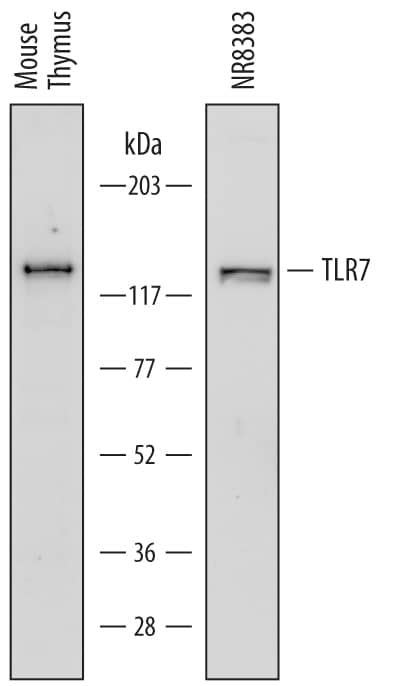 Western blot shows lysates of mouse thymus tissue and NR8383 rat alveolar macrophage cell line. PVDF membrane was probed with 1 µg/mL of Rat Anti-Mouse/Rat TLR7 Monoclonal Antibody (Catalog # MAB7156) followed by HRP-conjugated Anti-Rat IgG Secondary Antibody. A specific band was detected for TLR7 at approximately 130 to 140 kDa (as indicated). This experiment was conducted under reducing conditions and using Immunoblot Buffer Group 1.