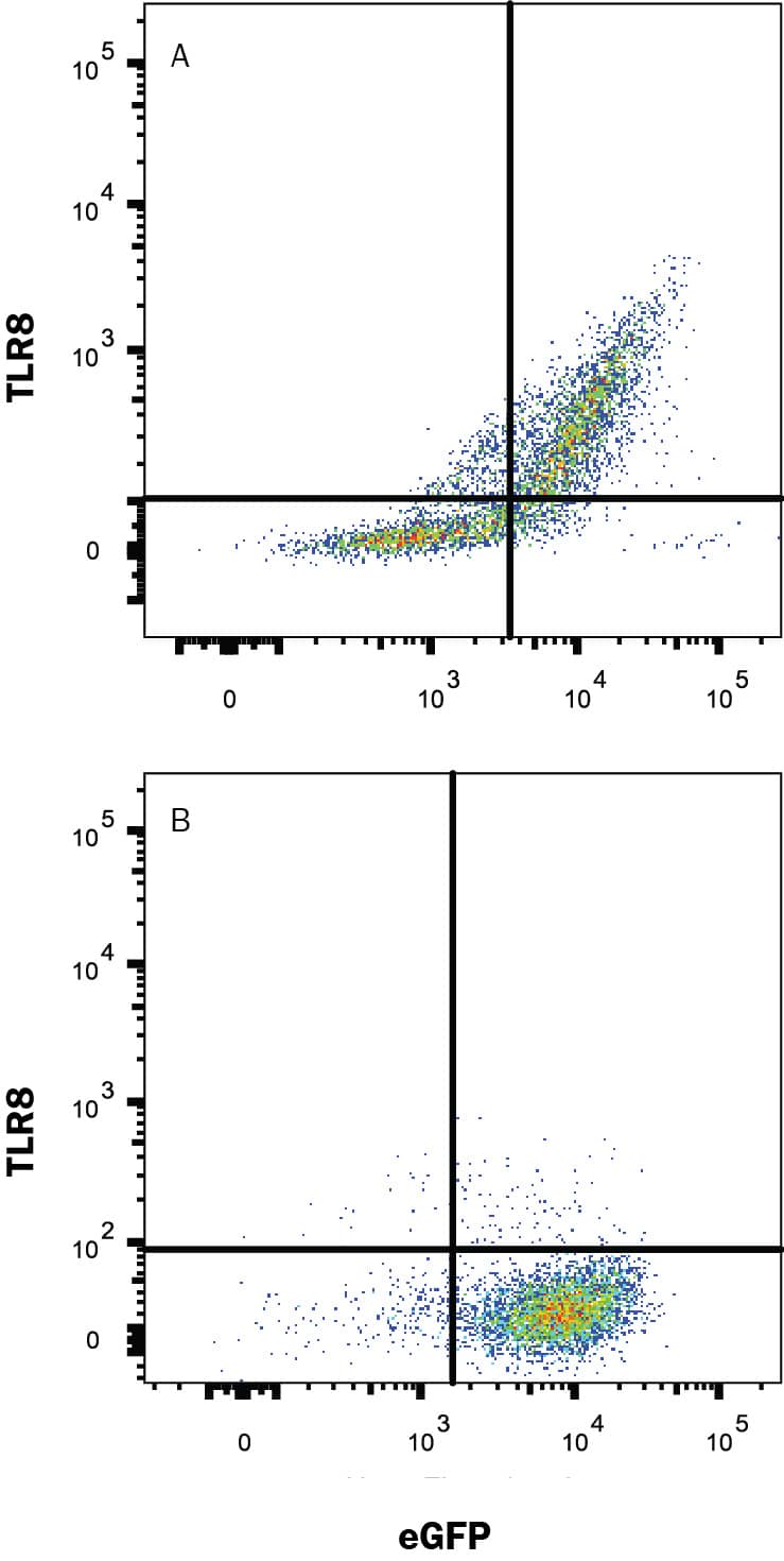HEK293 human embryonic kidney cell line transfected with either (A) human TLR8 or (B) irrelevant transfectants and eGFP was stained with Mouse Anti-Human TLR8 Alexa Fluor® 647-conjugated Monoclonal Antibody (Catalog # IC8999R). Quadrant markers were set based on control antibody staining (IC0041R). To facilitate intracellular staining, cells were fixed with Flow Cytometry Fixation Buffer (FC004) and permeabilized with Flow Cytometry Permeabilization/Wash Buffer I (FC005). View our protocol for Staining Intracellular Molecules.