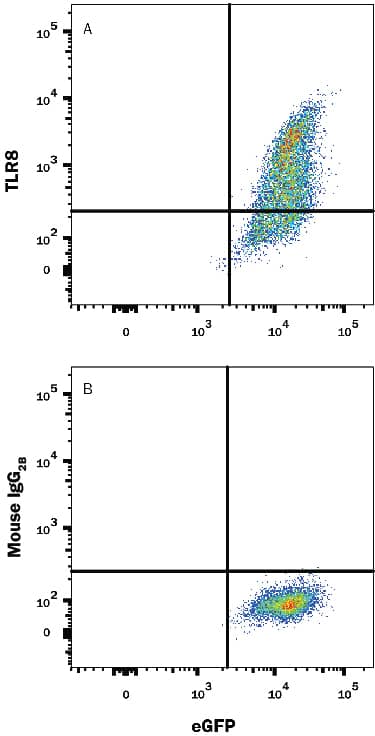 HEK293 human embryonic kidney cell line transfected with human TLR8 and eGFP was stained with and either (A) Mouse Anti-Human TLR8 Monoclonal Antibody (Catalog # MAB8999) or (B) Mouse IgG2BFlow Cytometry Isotype Control (Catalog # MAB0041) followed by Allophycocyanin-conjugated Anti-Mouse IgG Secondary Antibody (Catalog # F0101B).