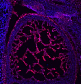 Immunohistochemistry TM4SF1/L6 Antibody