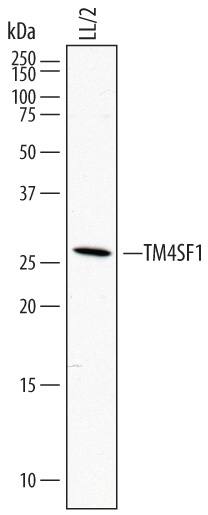Western blot shows lysates of LL/2 mouse Lewis lung carcinoma cell line. PVDF membrane was probed with 1 µg/mL of Sheep Anti-Mouse TM4SF1 Antigen Affinity-purified Polyclonal Antibody (Catalog # AF7514) followed by HRP-conjugated Anti-Sheep IgG Secondary Antibody (Catalog # HAF016). A specific band was detected for TM4SF1 at approximately 26 kDa (as indicated). This experiment was conducted under reducing conditions and using Immunoblot Buffer Group 1.