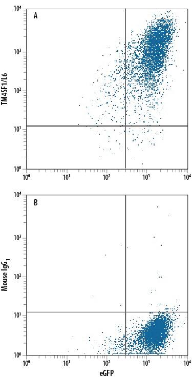HEK293 human embryonic kidney cell line transfected with human TM4SF1/L6 and eGFP was stained with either (A) Mouse Anti-Human TM4SF1/L6 Monoclonal Antibody (Catalog # MAB8164) or (B) Mouse IgG1Isotype Control (Catalog # MAB002) followed by Phycoerythrin-conjugated Anti-Mouse IgG Secondary Antibody (Catalog # F0102B). View our protocol for Staining Membrane-associated Proteins.