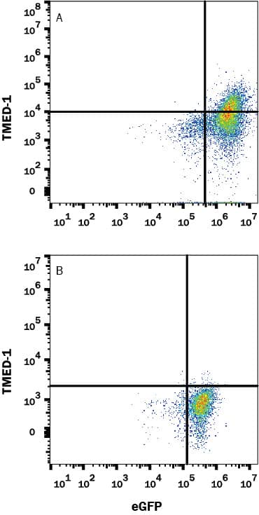 HEK293 human embryonic kidney cell line transfected with (A) TMED-1 or (B) irrelevant protein, and eGFP were stained with Mouse Anti-Human TMED-1 Monoclonal Antibody (Catalog # MAB2243) followed by Allophycocyanin-conjugated Anti-Mouse IgG Secondary Antibody (Catalog # F0101B). Quadrant markers were set based Mouse IgG1 Isotype Control Antibody staining (Catalog # MAB002, data not shown). View our protocol for Staining Membrane-associated Proteins.