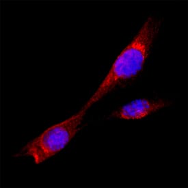 TMED1 was detected in immersion fixed A549 human lung carcinoma cell line using Mouse Anti-Human TMED1 Monoclonal Antibody (Catalog # MAB2243) at 8 µg/mL for 3 hours at room temperature. Cells were stained using the NorthernLights™ 557-conjugated Anti-Mouse IgG Secondary Antibody (red; Catalog # NL007) and counterstained with DAPI (blue). Specific staining was localized to cytoplasm. View our protocol for Fluorescent ICC Staining of Cells on Coverslips.