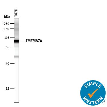 Simple Western lane view shows lysate of T47D human breast cancer cell line, loaded at 0.5 mg/mL. Specific bands were detected for TMEM87A at approximately 98 kDa (as indicated) using 2 µg/mL of Mouse Anti-Human TMEM87A Monoclonal Antibody (Catalog # MAB7966). This experiment was conducted under reducing conditions and using the 12-230 kDa separation system.