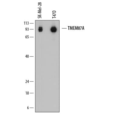 Western blot shows lysates of SK-Mel-28 human malignant melanoma cell line and T47D human breast cancer cell line. PVDF membrane was probed with 0.2 µg/mL of Mouse Anti-Human TMEM87A Monoclonal Antibody (Catalog # MAB7966) followed by HRP-conjugated Anti-Mouse IgG Secondary Antibody (Catalog # HAF018). Specific bands were detected for TMEM87A at approximately 90-95 kDa (as indicated). This experiment was conducted under reducing conditions and using Immunoblot Buffer Group 1.