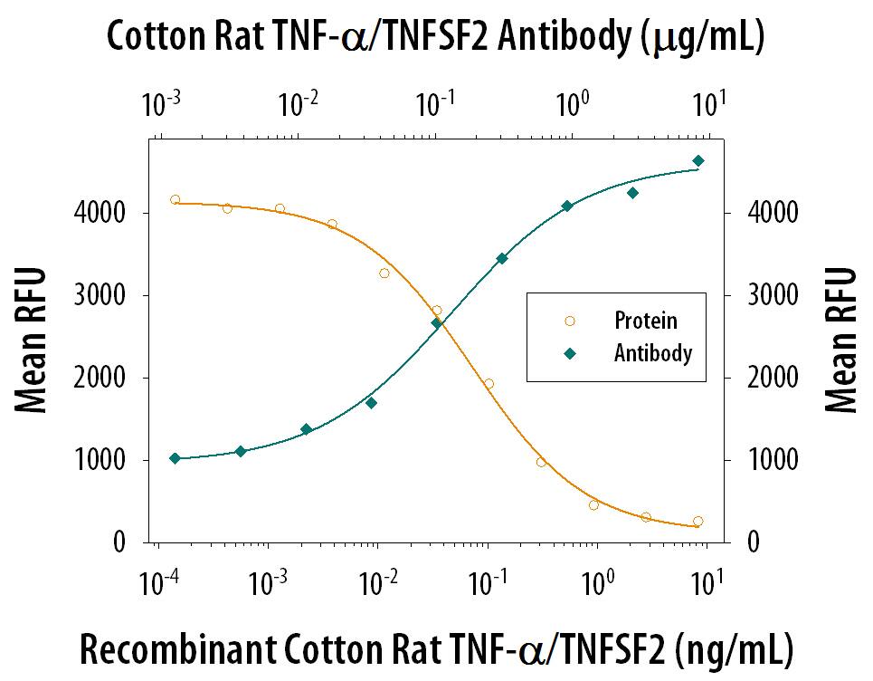 Recombinant Cotton Rat TNF-a (Catalog # 1011-CR) induces cytotoxicity in the the L-929 mouse fibroblast cell line in a dose-dependent manner (orange line), as measured by Resazurin (Catalog # AR002) . Cytotoxicity elicited by Recombinant Cotton Rat TNF-a (0.5 ng/mL) is neutralized (green line) by increasing concentrations of Mouse Anti-Cotton Rat TNF-a Monoclonal Antibody (Catalog # MAB1011). The ND50 is typically 0.05- 0.3 µg/mL in the presence of the metabolic inhibitor actinomycin D (1 µg/mL).