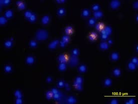 Immunocytochemistry TNF-alpha Antibody (28401) [Unconjugated]