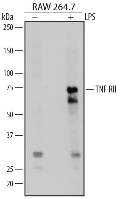 Western Blot TNF RII/TNFRSF1B Antibody [Unconjugated]