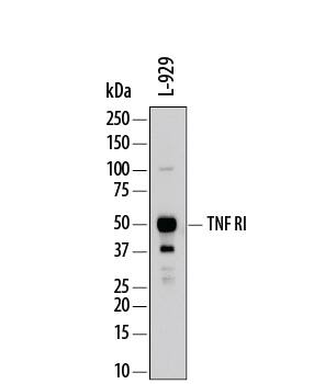 Western Blot TNF RI/TNFRSF1A Antibody