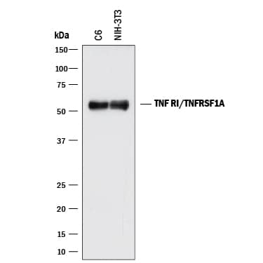 Western blot shows lysates of C6 rat glioma cell line and NIH-3T3 mouse embryonic fibroblast cell line. PVDF membrane was probed with 2 µg/mL of Rat Anti-Mouse/Rat TNF RI/TNFRSF1A Monoclonal Antibody (Catalog # MAB425) followed by HRP-conjugated Anti-Rat IgG Secondary Antibody (Catalog # HAF005). A specific band was detected for TNF RI/TNFRSF1A at approximately 55 kDa (as indicated). This experiment was conducted under reducing conditions and using Immunoblot Buffer Group 1.