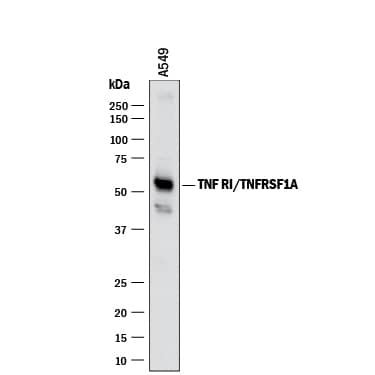 Western blot shows lysates of A549 human lung carcinoma cell line. PVDF membrane was probed with 2 µg/mL of Mouse Anti-Human TNF RI/TNFRSF1A Monoclonal Antibody (Catalog # MAB6251) followed by HRP-conjugated Anti-Mouse IgG Secondary Antibody (Catalog # HAF018). A specific band was detected for TNF RI/TNFRSF1A at approximately 55 kDa (as indicated). This experiment was conducted under reducing conditions and using Immunoblot Buffer Group 1.