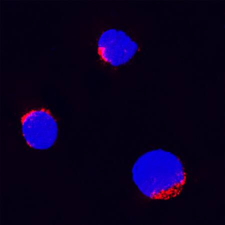TNF-a was detected in immersion fixed bovine peripheral blood mononuclear cells (PBMCs) using Goat Anti-Bovine TNF-a Antigen Affinity-purified Polyclonal Antibody (Catalog # AF2279) at 15 µg/mL for 3 hours at room temperature. Cells were stained using the NorthernLights™ 557-conjugated Anti-Goat IgG Secondary Antibody (red; Catalog # NL001) and counterstained with DAPI (blue). Specific staining was localized to cytoplasm. View our protocol for Fluorescent ICC Staining of Non-adherent Cells.