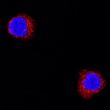 TNF-a was detected in immersion fixed rat splenocytes using Goat Anti-Rat TNF-a Antigen Affinity-purified Polyclonal Antibody (Catalog # AF-510-NA) at 15 µg/mL for 3 hours at room temperature. Cells were stained using the NorthernLights™ 557-conjugated Anti-Goat IgG Secondary Antibody (red; Catalog # NL001) and counterstained with DAPI (blue). Specific staining was localized to cytoplasmic. View our protocol for Fluorescent ICC Staining of Non-adherent Cells.