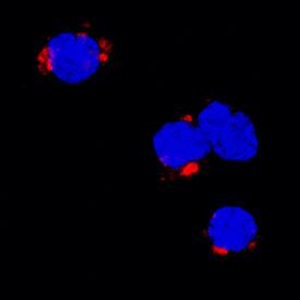 <b>Biological Strategies Validation. </b>TNF-a was detected in immersion fixed porcine peripheral blood mononuclear cells (PBMCs) treated with calcium ionomycin and PMA using Goat Anti-Porcine TNF-a Antigen Affinity-purified Polyclonal Antibody (Catalog # AF690) at 15 µg/mL for 3 hours at room temperature. Cells were stained using the NorthernLights™ 557-conjugated Anti-Goat IgG Secondary Antibody (red; Catalog # NL001) and counterstained with DAPI (blue). Specific staining was localized to cytoplasm. View our protocol for Fluorescent ICC Staining of Non-adherent Cells.
